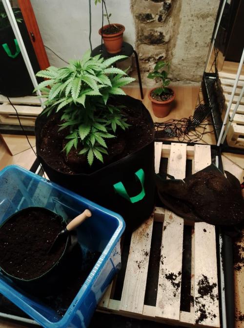 100l/26gal RQS Biscotti Experiment. Week 6