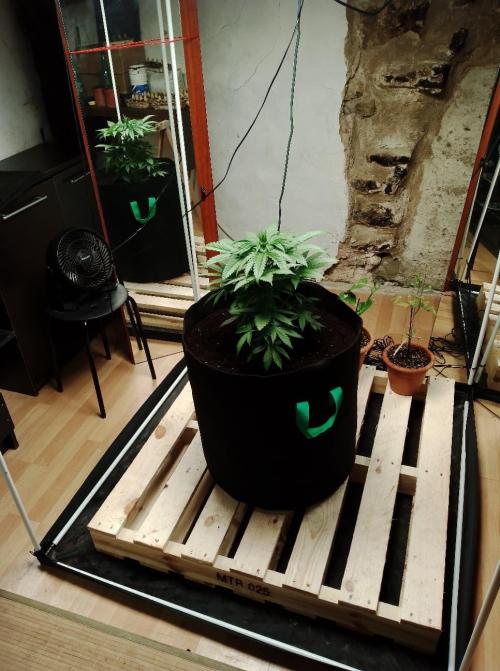 100l/26gal RQS Biscotti Experiment. Week 6