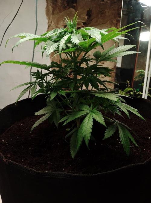 100l/26gal RQS Biscotti Experiment. Week 6