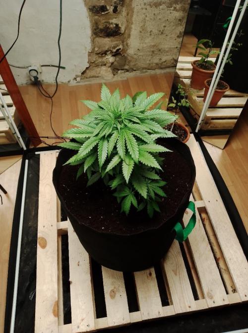 100l/26gal RQS Biscotti Experiment. Week 6