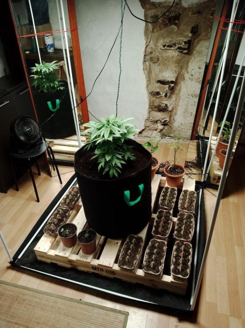 100l/26gal RQS Biscotti Experiment. Week 6