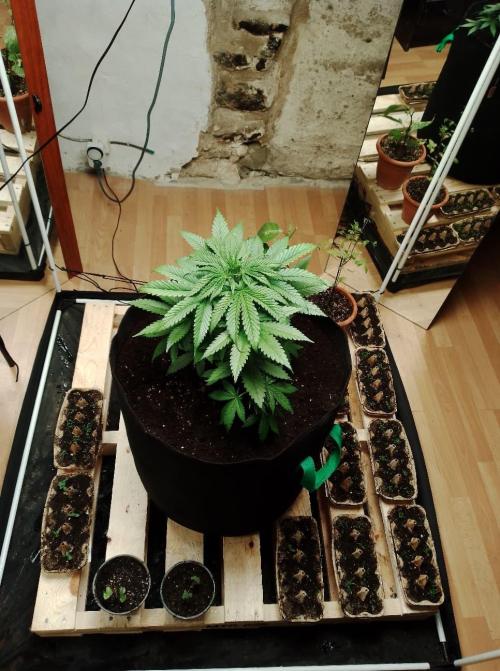 100l/26gal RQS Biscotti Experiment. Week 6