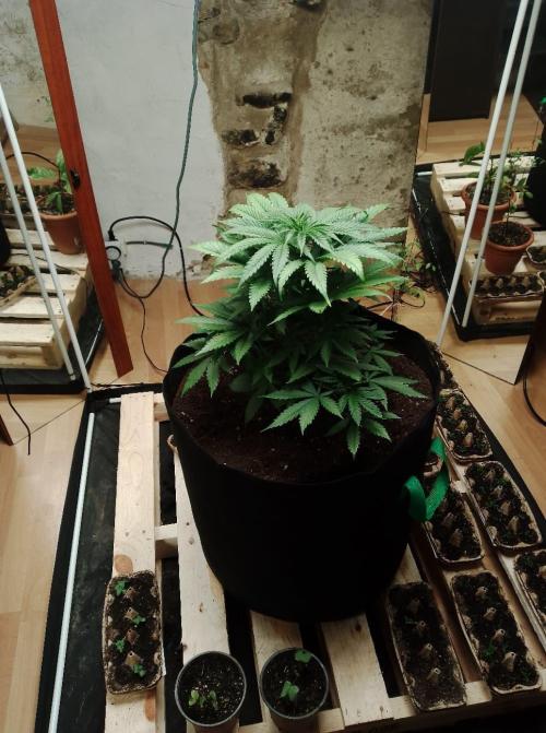 100l/26gal RQS Biscotti Experiment. Week 6