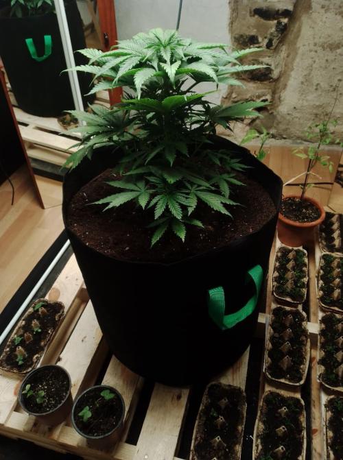 100l/26gal RQS Biscotti Experiment. Week 6