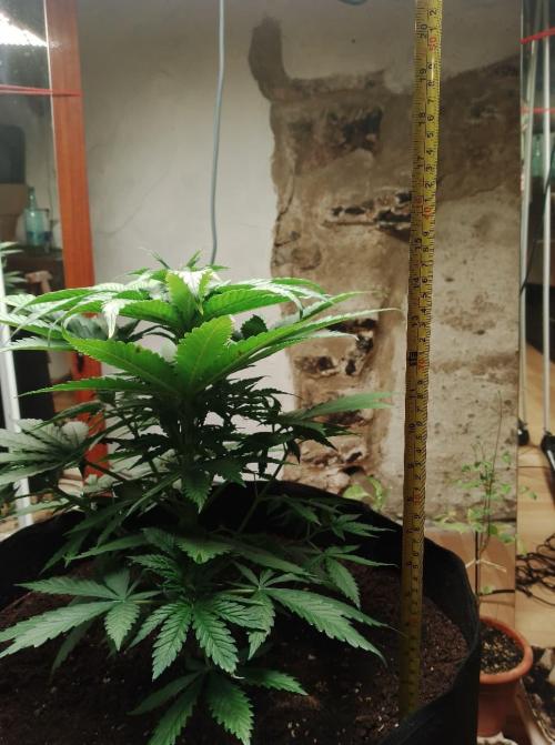 100l/26gal RQS Biscotti Experiment. Week 6