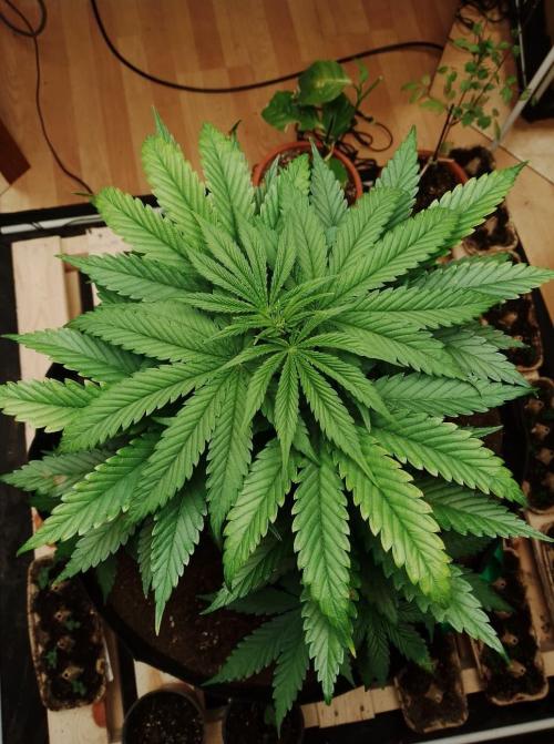 100l/26gal RQS Biscotti Experiment. Week 6