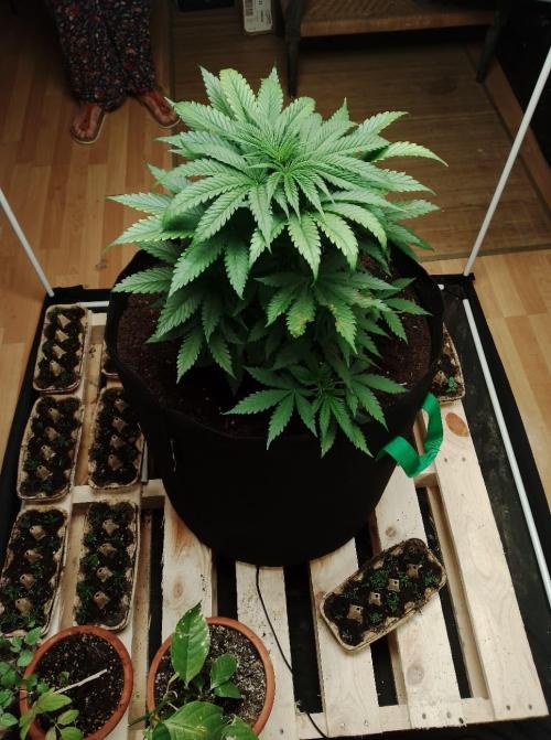 100l/26gal RQS Biscotti Experiment. Week 6