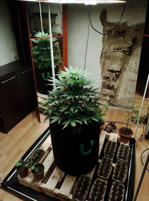 100l/26gal RQS Biscotti Experiment. Week 7