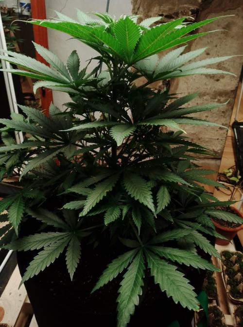 100l/26gal RQS Biscotti Experiment. Week 7