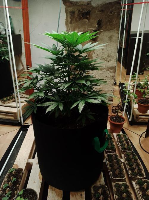 100l/26gal RQS Biscotti Experiment. Week 7