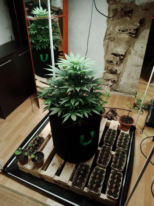 100l/26gal RQS Biscotti Experiment. Week 7