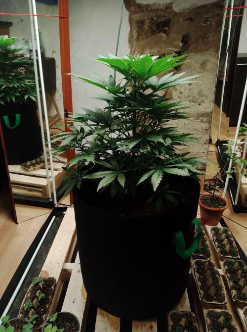 100l/26gal RQS Biscotti Experiment. Week 7