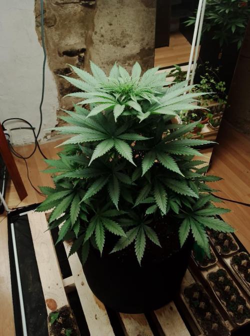 100l/26gal RQS Biscotti Experiment. Week 7
