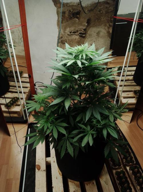 100l/26gal RQS Biscotti Experiment. Week 8