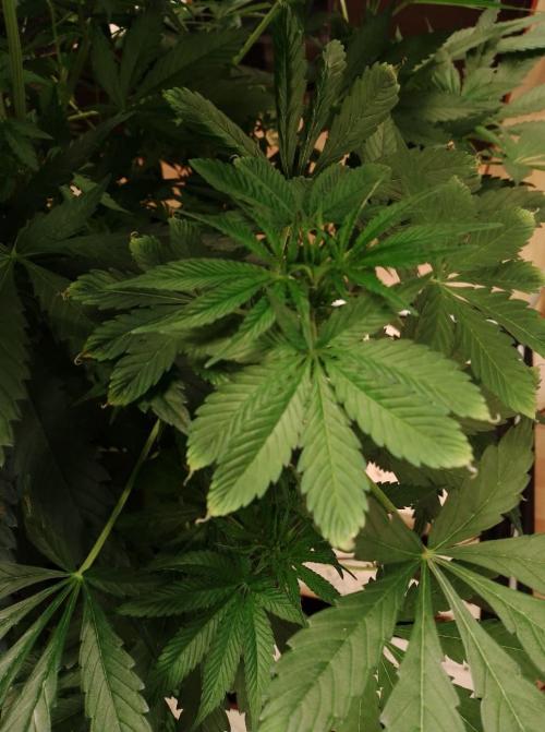 100l/26gal RQS Biscotti Experiment. Week 9