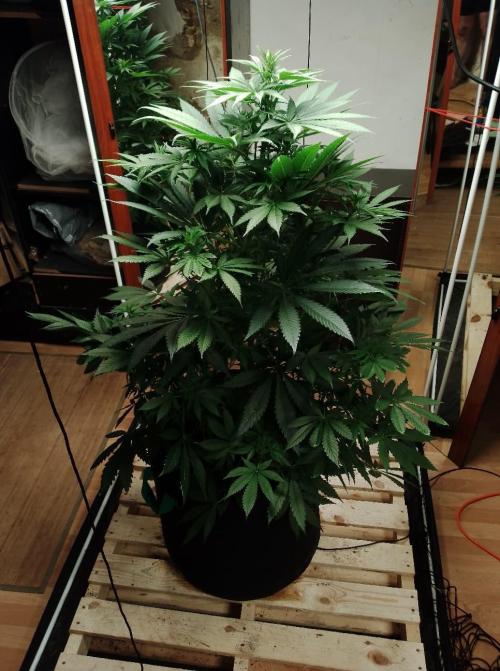 100l/26gal RQS Biscotti Experiment. Week 9