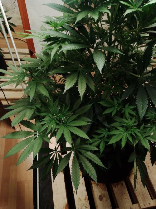 100l/26gal RQS Biscotti Experiment. Week 9