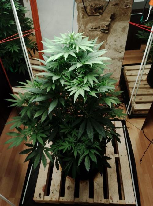 100l/26gal RQS Biscotti Experiment. Week 9