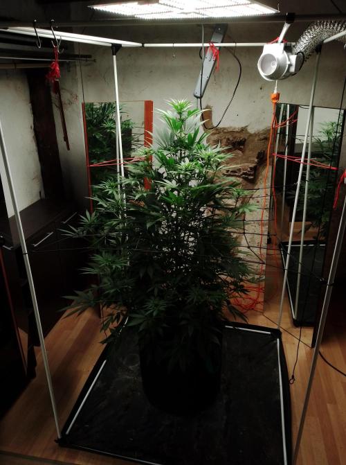 100l/26gal RQS Biscotti Experiment. Week 10