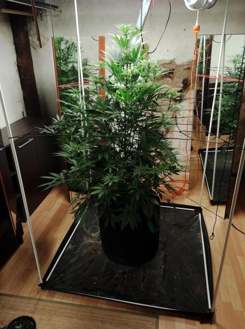 100l/26gal RQS Biscotti Experiment. Week 10