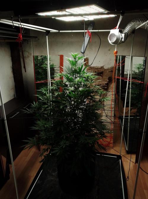 100l/26gal RQS Biscotti Experiment. Week 10