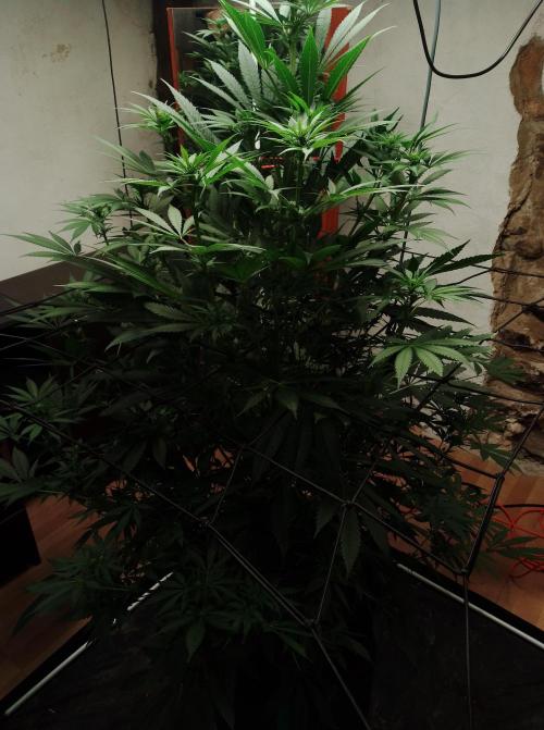 100l/26gal RQS Biscotti Experiment. Week 10
