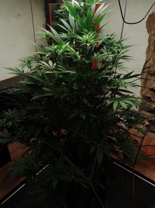 100l/26gal RQS Biscotti Experiment. Week 10