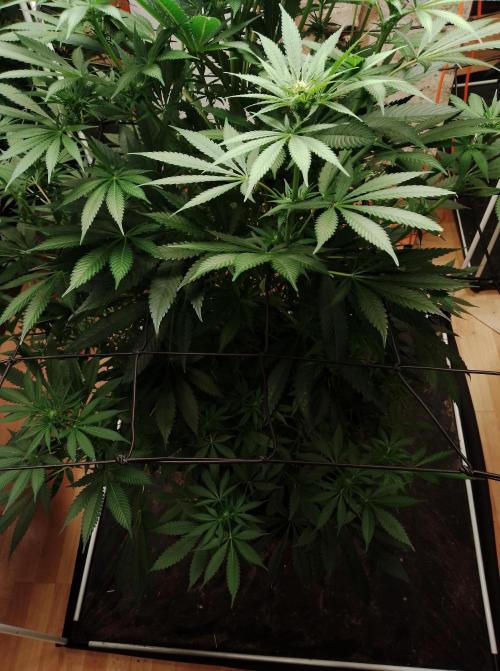 100l/26gal RQS Biscotti Experiment. Week 10