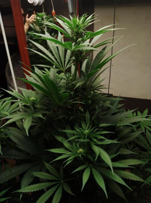 100l/26gal RQS Biscotti Experiment. Week 10