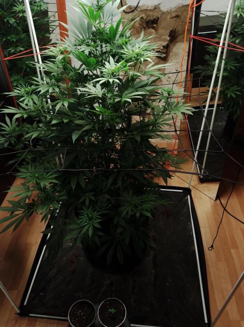 100l/26gal RQS Biscotti Experiment. Week 10