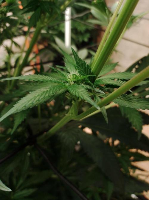 Biscotti. Week 10