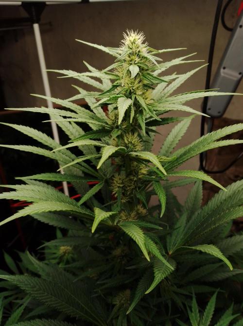 100l/26gal RQS Biscotti Experiment. Week 11