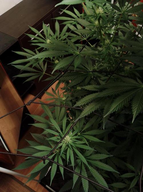 100l/26gal RQS Biscotti Experiment. Week 11