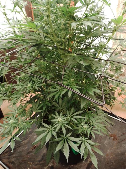 100l/26gal RQS Biscotti Experiment. Week 11