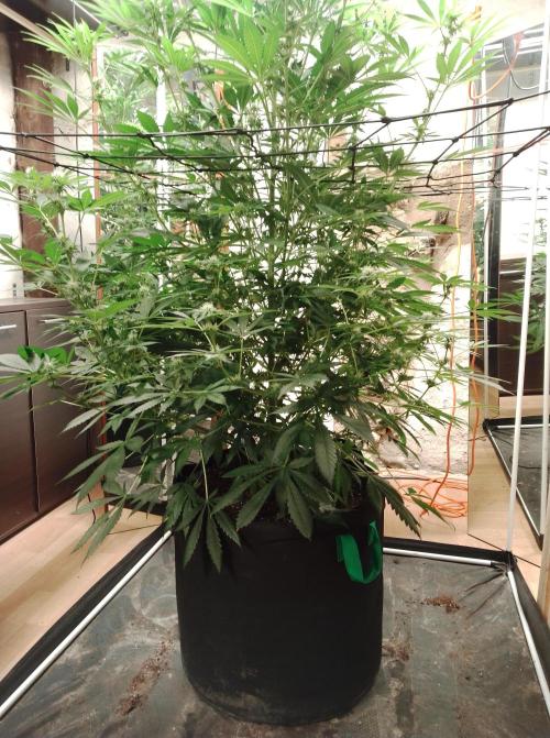 100l/26gal RQS Biscotti Experiment. Week 11