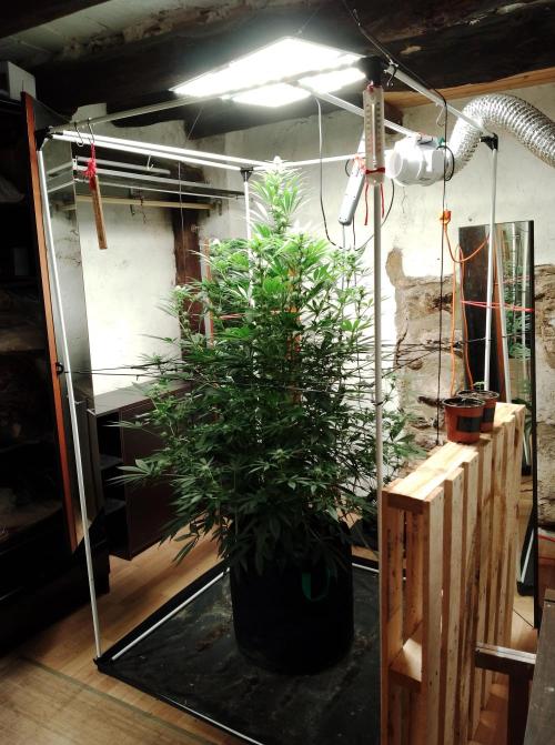 100l/26gal RQS Biscotti Experiment. Week 11