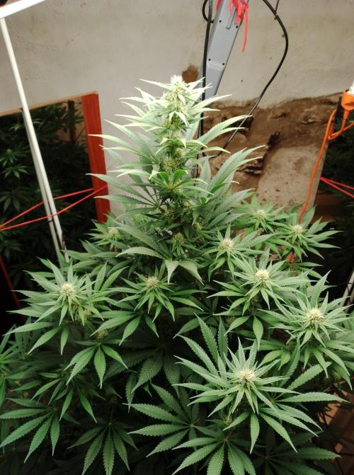 Biscotti. Week 11