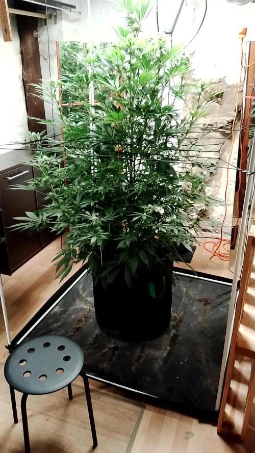 100l/26gal RQS Biscotti Experiment