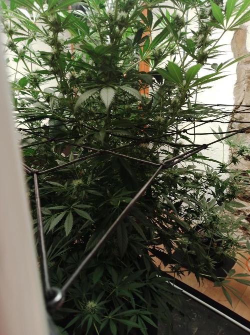 100l/26gal RQS Biscotti Experiment. Week 12