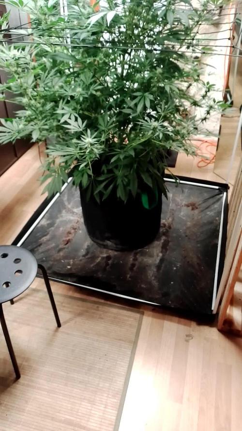 100l/26gal RQS Biscotti Experiment