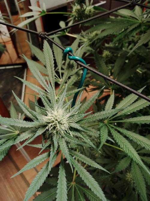 100l/26gal RQS Biscotti Experiment. Week 13
