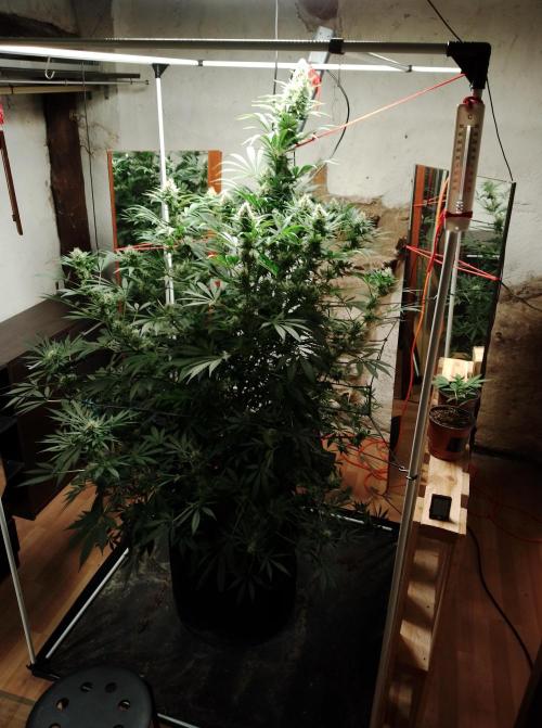 100l/26gal RQS Biscotti Experiment. Week 13