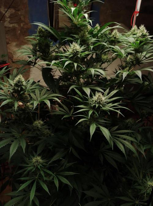 100l/26gal RQS Biscotti Experiment. Week 13