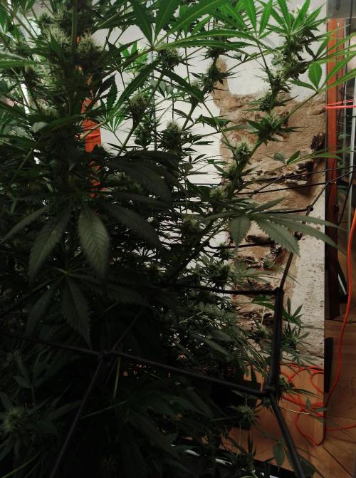 100l/26gal RQS Biscotti Experiment. Week 13