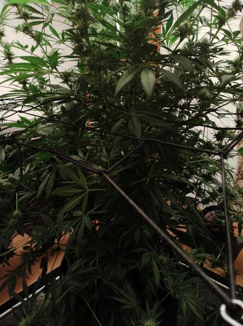 100l/26gal RQS Biscotti Experiment. Week 13