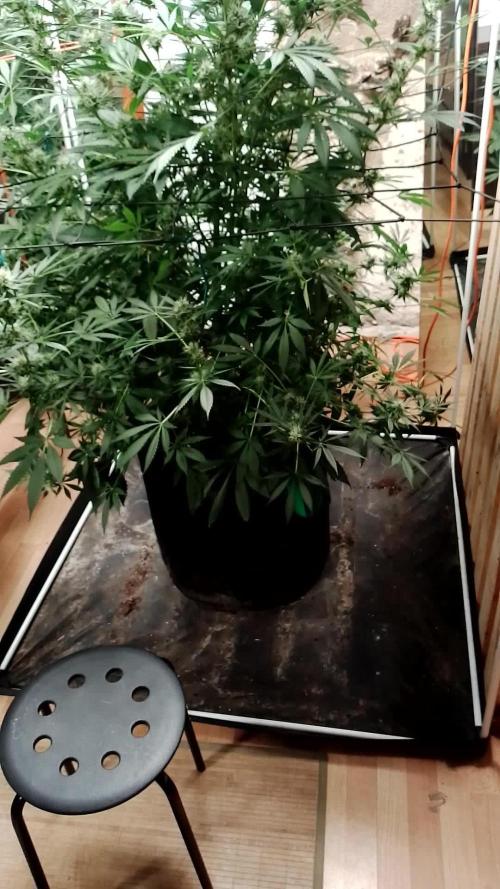 100l/26gal RQS Biscotti Experiment