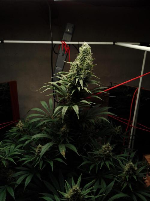 100l/26gal RQS Biscotti Experiment. Week 14