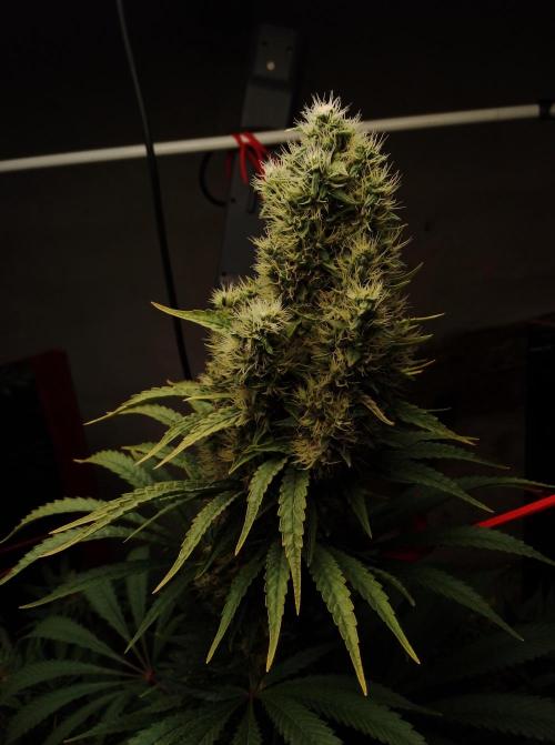 100l/26gal RQS Biscotti Experiment. Week 15