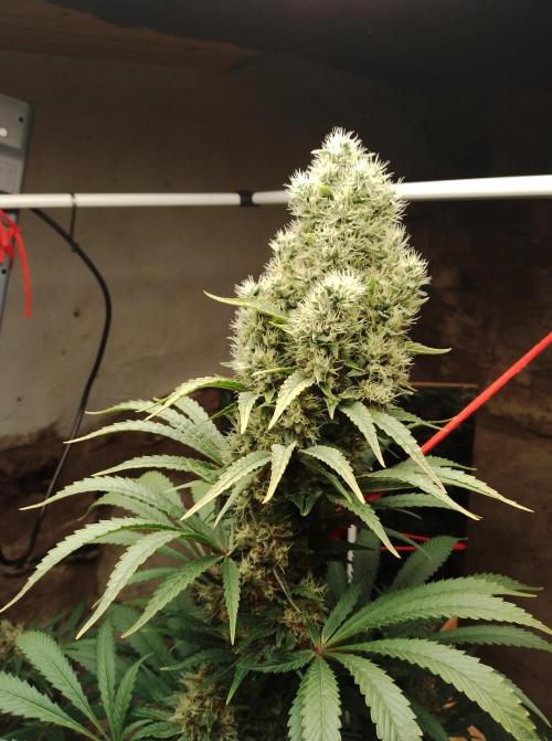100l/26gal RQS Biscotti Experiment. Week 15