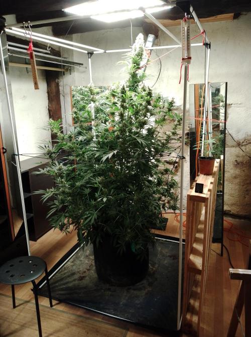 100l/26gal RQS Biscotti Experiment. Week 15